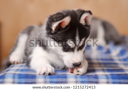 Puppy husky licking paw closeup
