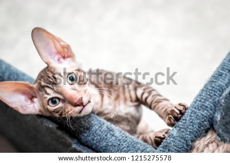 Portrait of a Cornish Rex breed cat. The kitten looks into the frame.