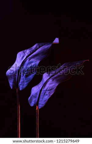 colored picture of tropical leaves with purple lighting on black