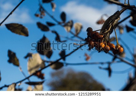 Close up photo of winter berries, with blue sky, soft focus background 