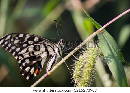 Beautiful common lime butterfly sitting on the flower plants with a nice soft background.