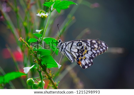 Beautiful common lime butterfly sitting on the flower plants with a nice soft background.