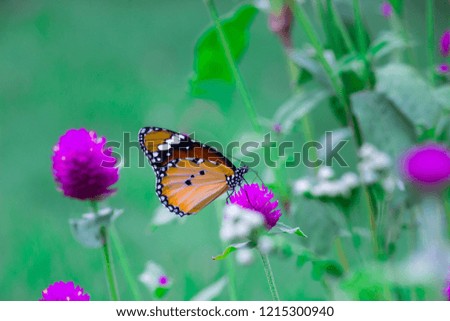 Beautiful Plain tiger butterfly sitting on the flower plants in its natural habitat with a nice soft background.