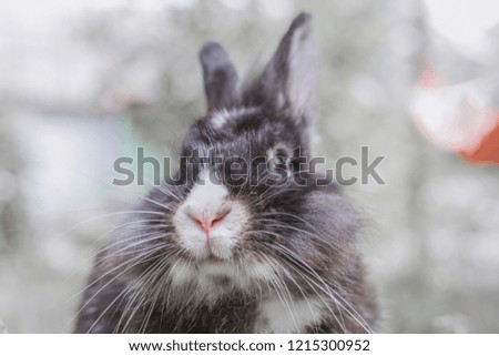 portrait of a rabbit in the grass