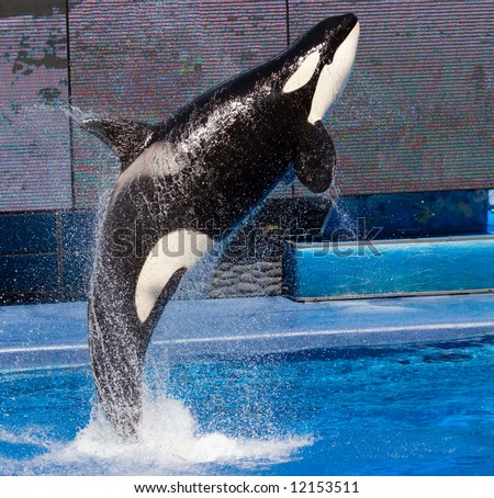 Color DSLR picture of a Killer Whale jumping out of a pool.  The orca is black and white and the water, streaming off his body is blue.  The image is in vertical orientation wtih copy space for text