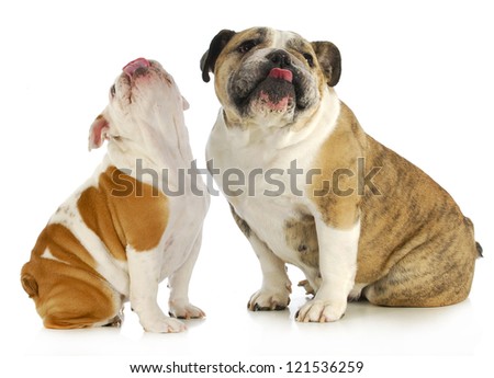 dogs licking - two english bulldog with their tongues out licking on white background