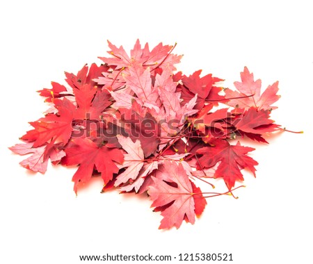 Studio shot group bright red maple leaves isolated on white background. Autumn symbol, fall foliage icon, seasonal themed concept
