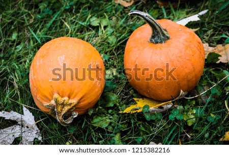 two pumpkins on green grass