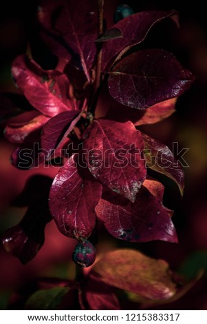 beautiful red leaves of a bush in the warm autumn sun