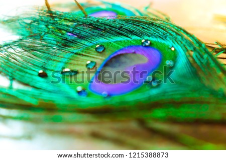 micro peacock feather 