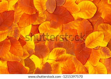 Red and Orange Autumn Leaves Background                             