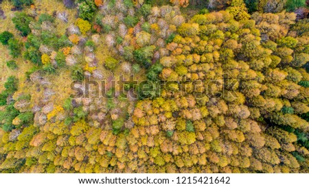Boundary between coniferous forest and autumnal forest in late autumn