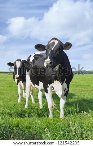 Holstein-Friesian cattle in a green Dutch meadow with a blue sky and clouds. Royalty-Free Stock Photo #121542205