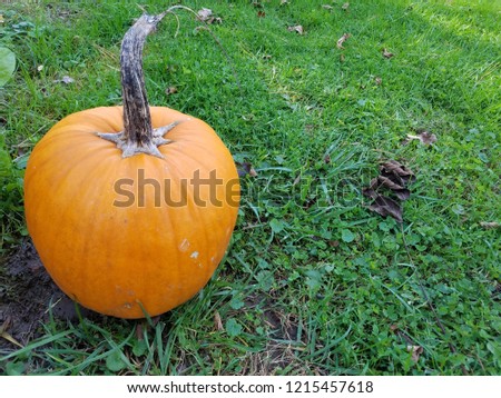fall pumpkin picture