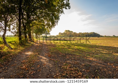 Backlit image of brown fallen leaves and tire tracks on a shaded country road in a rural setting with a row of tall trees diagonally in the picture. It is autumn and the colors are changing already.