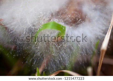 rainy mold on green grass