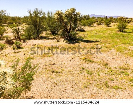Desert landscape with bushes, cactus and clearing under blue sky.
