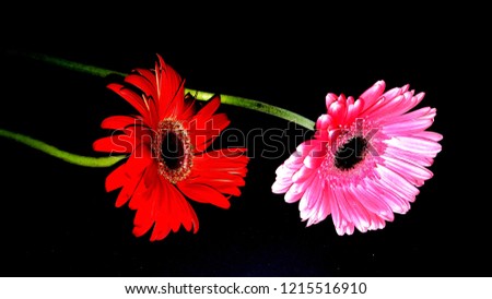 gerbera flower in black background with some abstract material