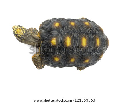 Portrait of turtle isolated in a white background