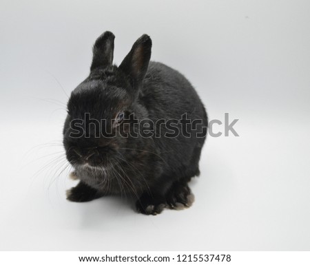 Black Domestic Netherlands Dwarf Rabbit Isolated on White Background