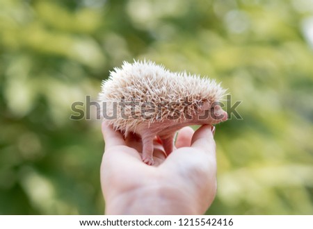 Cute baby hedgehog on human hand with nature background