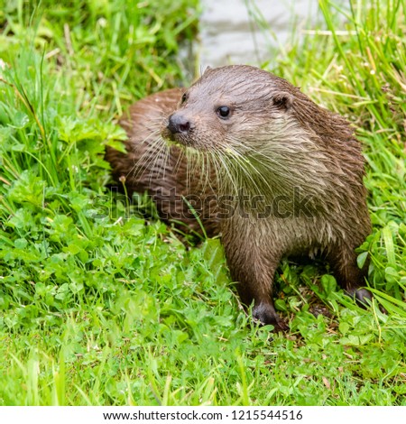 Otter on bankside