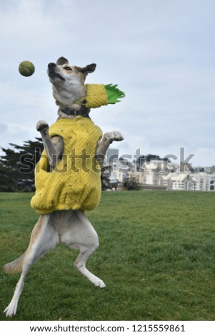 Dog in a pineapple costume jumping to catch a tennis ball