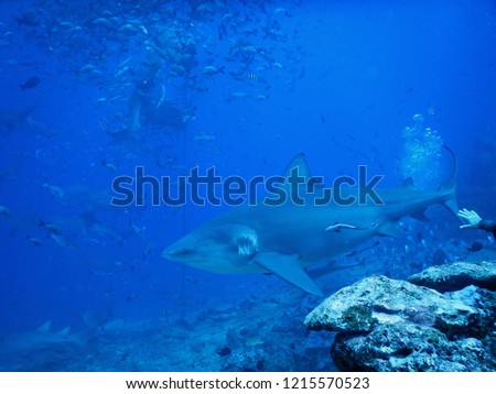 Bull shark in Fiji