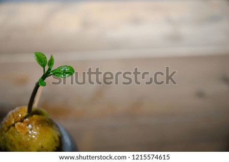 The seed of avocado.Growing plants.Small tree.Green tree.Do not focus on objects.