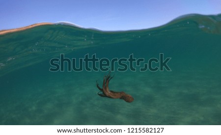 Sea level underwater scuba photo of octopus swimming in tropical turquoise mediterranean sandy beach