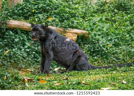 Black panthers zoo.