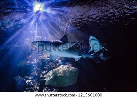 view of large aquarium tank with Nurse Shark fishes