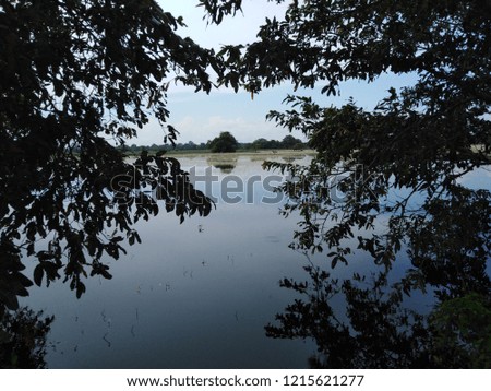 lake view between two trees dark theme image dark leaves and dark fresh water in Sri Lanka 