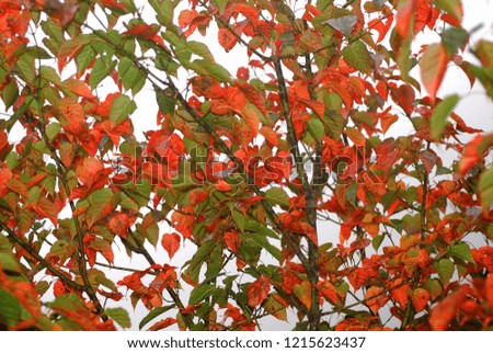 The red leaves and green leaves are full of pictures, dazzling.