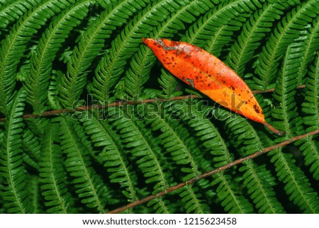 A picture full of green fern leaves, with a red leaf on it, with bright contrasts.