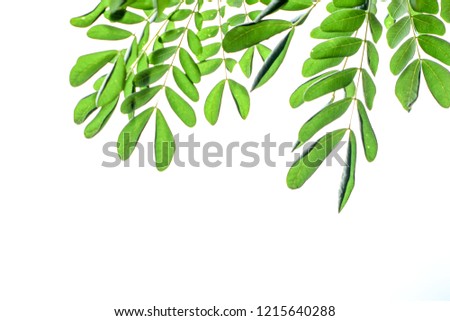 leaves on white sky background