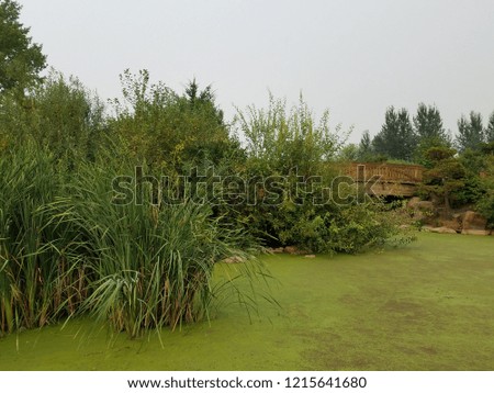 green algae plants covering stagnant water in a lake with trees and wooden bridge