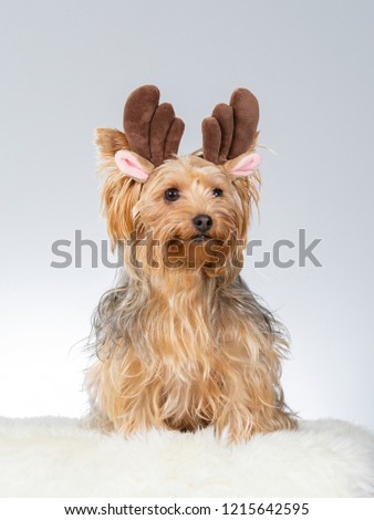 Funny dog picture, Yorkshire terrier dog wearing horns. Christmas dog concept image. Image taken in a studio with white background.