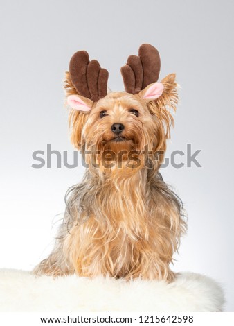 Funny dog picture, Yorkshire terrier dog wearing horns. Christmas dog concept image. Image taken in a studio with white background.