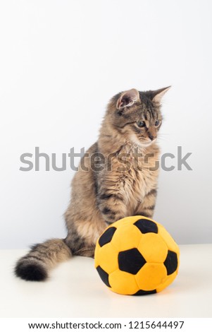 Little four month mixed breed kitten on white background with football ball