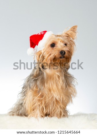 Christmas doggy. Yorkshire terrier dog wearing Christmas hat. Funny dog picture taken in a studio with white background.