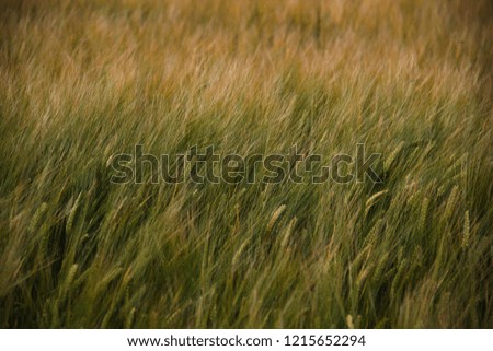 Field of barley.
