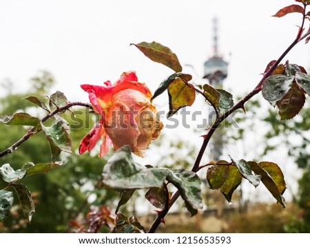 Blooming roses in autumn in Petirn garden in Prahue. Petrin Tower in the background