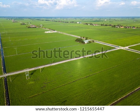 Aerial view of beautiful green rice paddy field in Sekinchan, Selangor. Drone shooting photography.