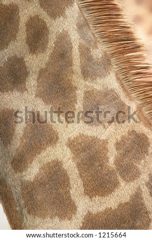 Giraffe Neck Coat 1