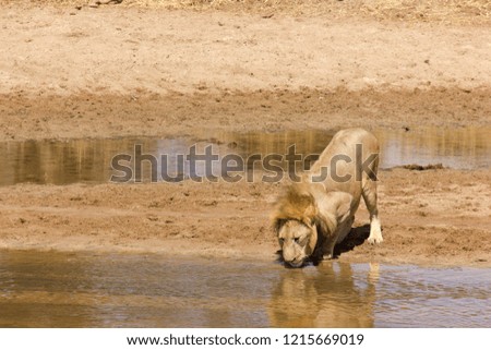 A Lion in the Safari- Tanzania