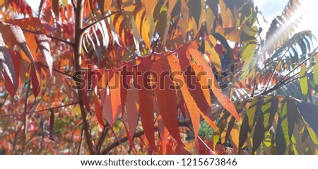 Autumn leaves on the sun. Bright leaves on a sunny day. flowers closeup, texture, nature, flowers in the background, the environment,