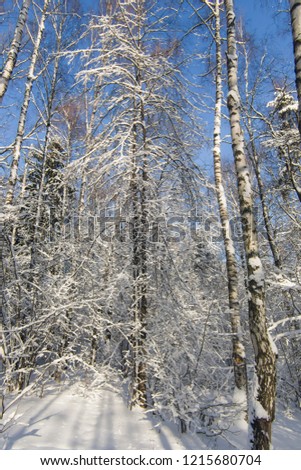 Russian winter background with tree branches in snow, selective focus