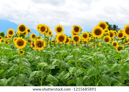 Sunflower Field in Asia