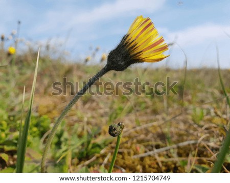 Isolated yellow wild flower with a grass background.